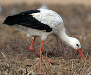 Cigogne blanche