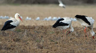 Cigogne blanche