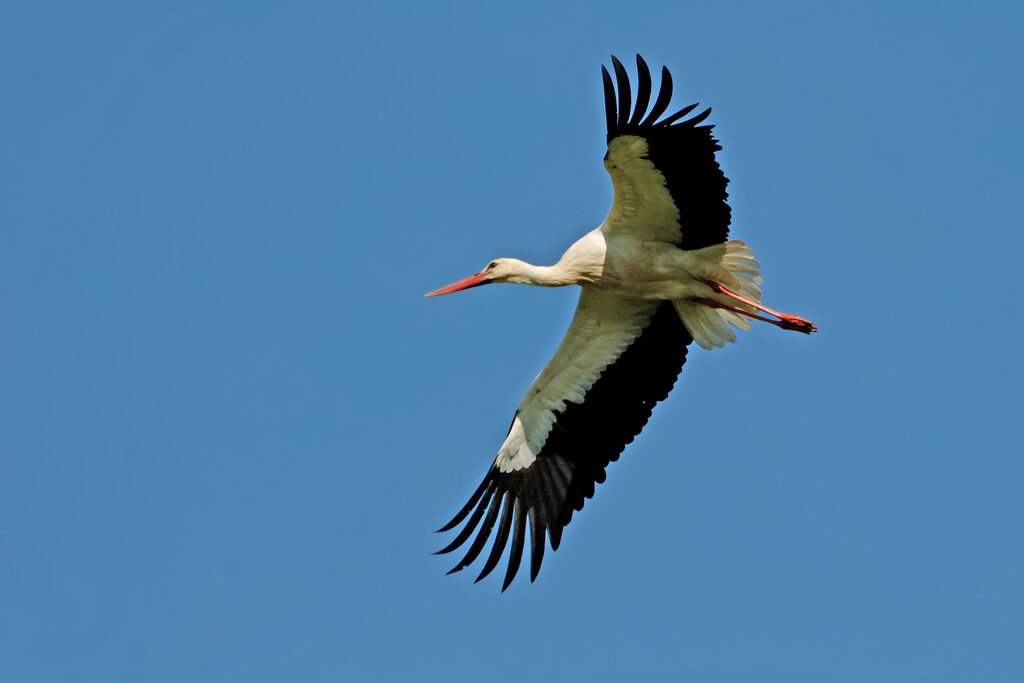 Cigogne blanche, Vol