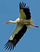 White Stork