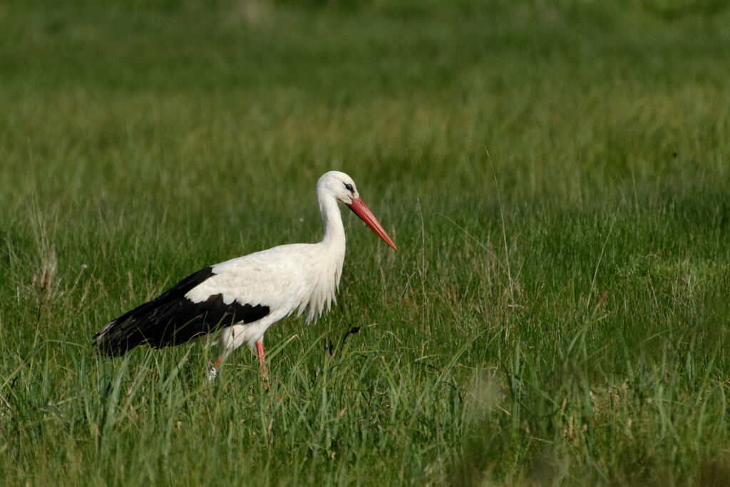 Cigogne blanche, identification