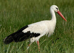 White Stork