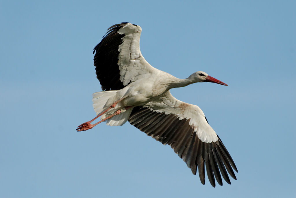 Cigogne blanche, Vol