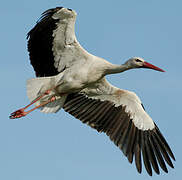 White Stork