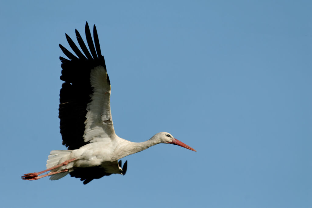 Cigogne blanche, Vol