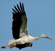 Cigogne blanche