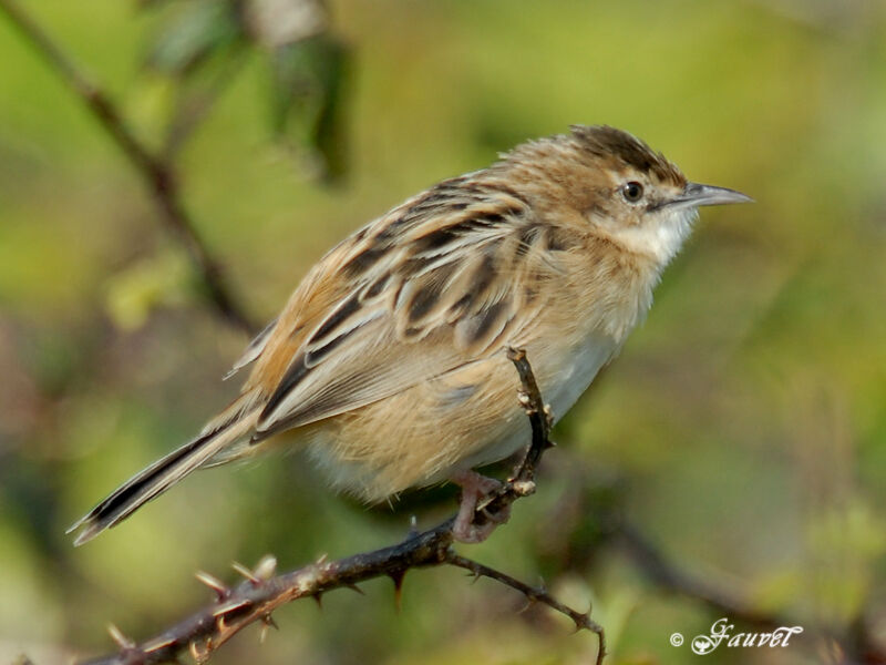 Zitting Cisticola