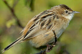 Zitting Cisticola