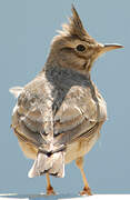 Crested Lark