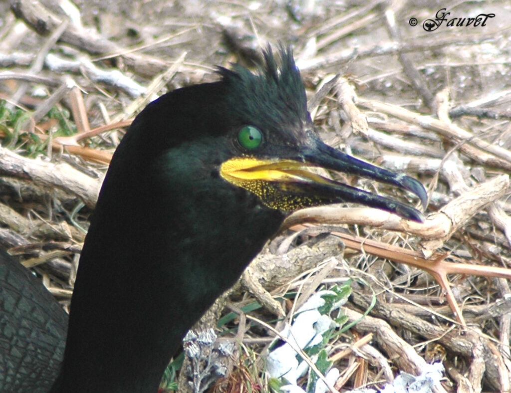 Cormoran huppéadulte nuptial