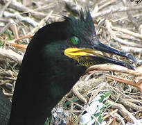 European Shag