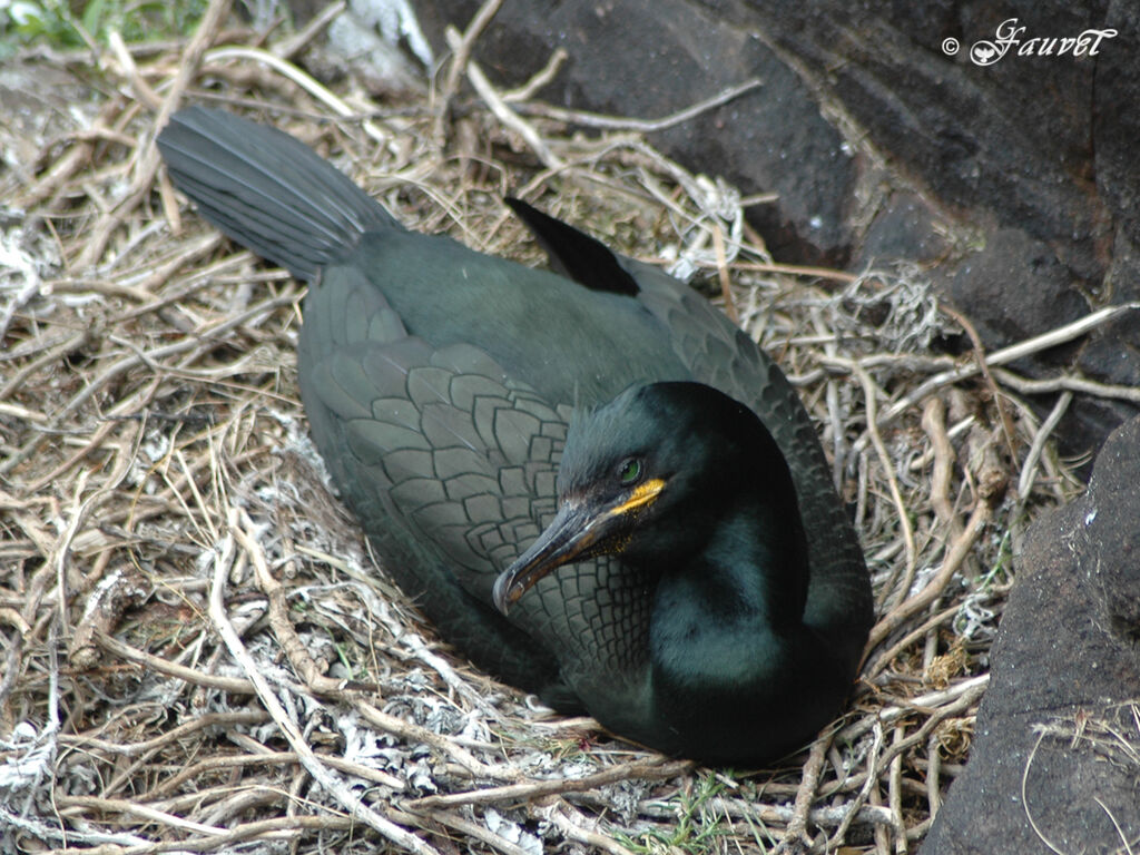 European Shag