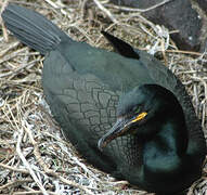 European Shag