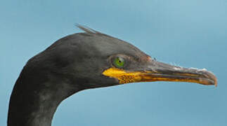 European Shag