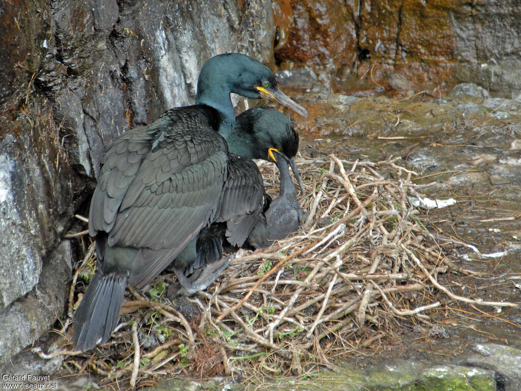 European Shag, Reproduction-nesting, Behaviour