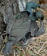 European Shag