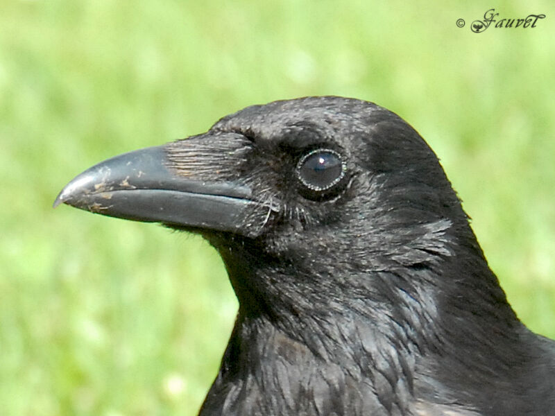 Carrion Crow