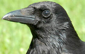 Carrion Crow