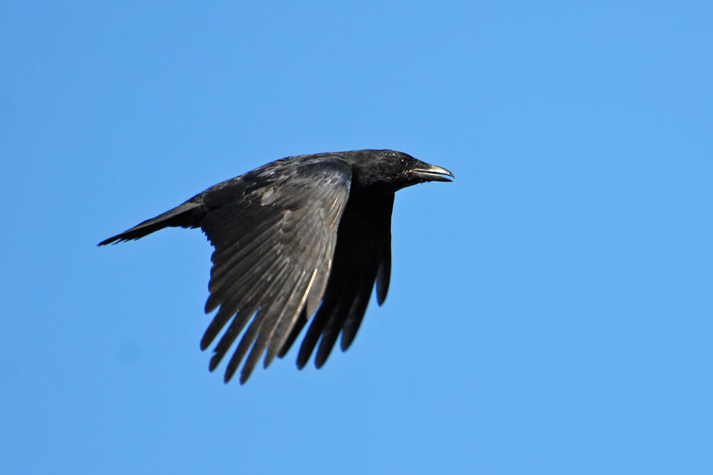 Carrion Crow, identification