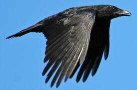 Carrion Crow