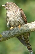 Common Cuckoo