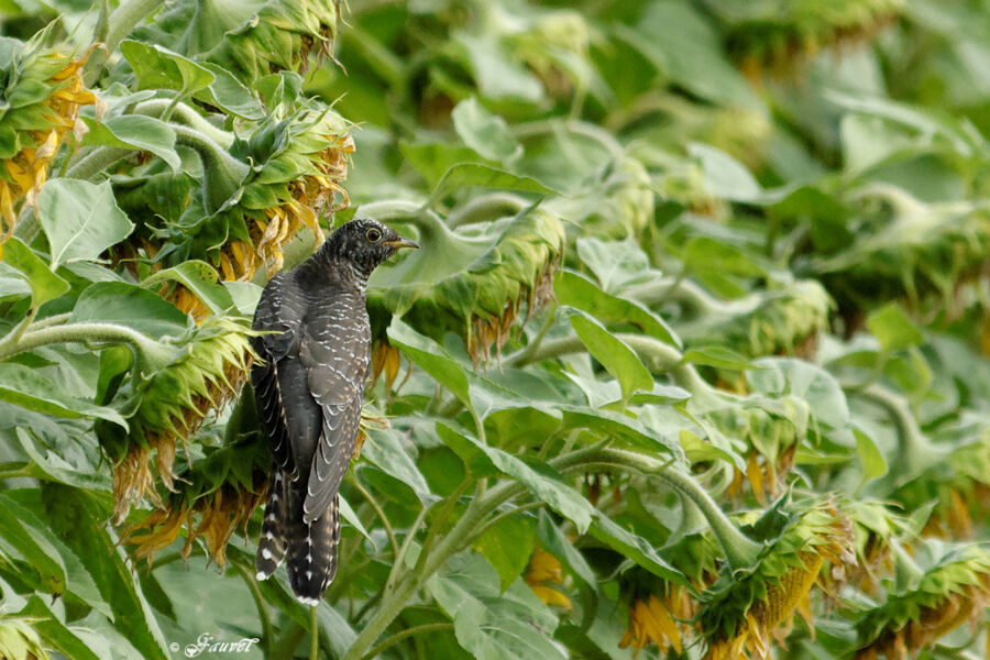 Common Cuckoo