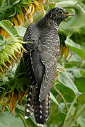 Common Cuckoo