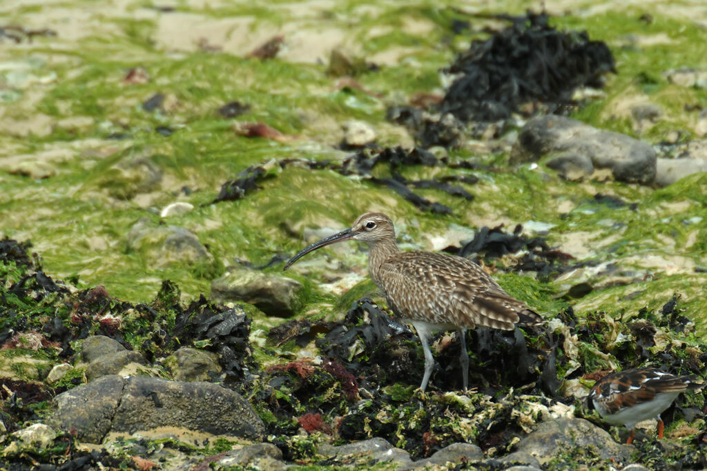 Eurasian Whimbrel, identification