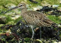 Eurasian Whimbrel