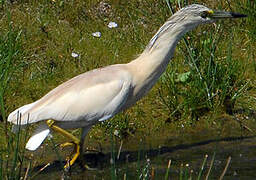 Squacco Heron