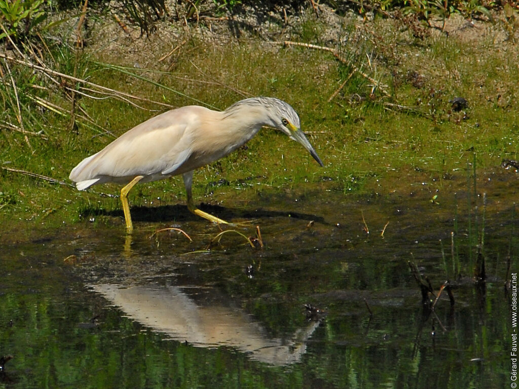 Squacco Heron, Behaviour