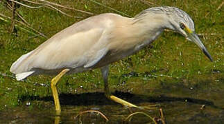 Squacco Heron