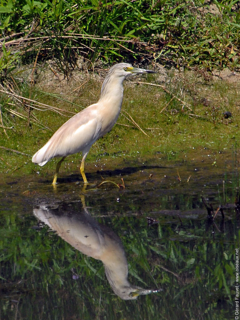 Crabier chevelu, identification