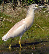 Squacco Heron