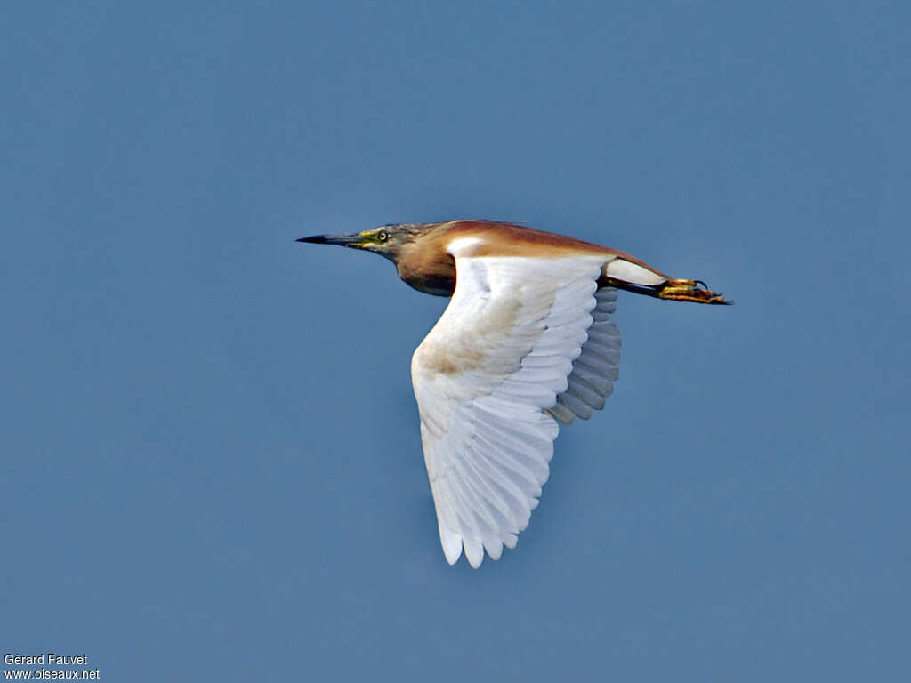 Squacco Heronadult, Flight