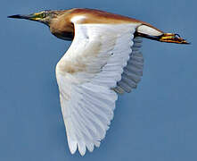 Squacco Heron