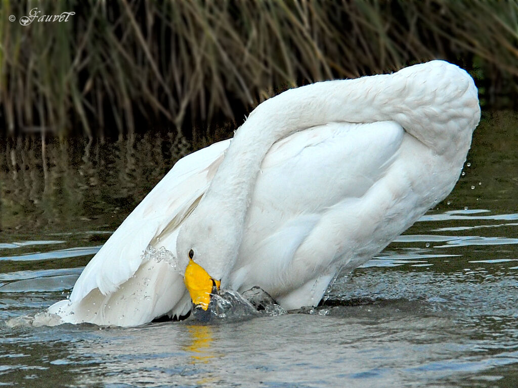 Whooper Swan