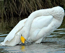 Whooper Swan