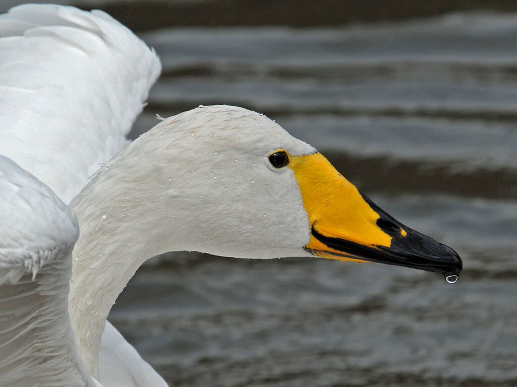 Whooper Swan