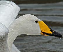 Whooper Swan