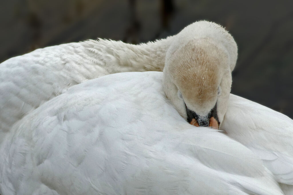 Cygne tuberculéadulte, Comportement