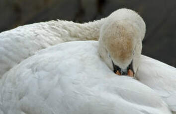 Cygne tuberculé