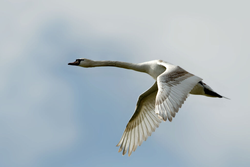 Cygne tuberculéjuvénile, Vol