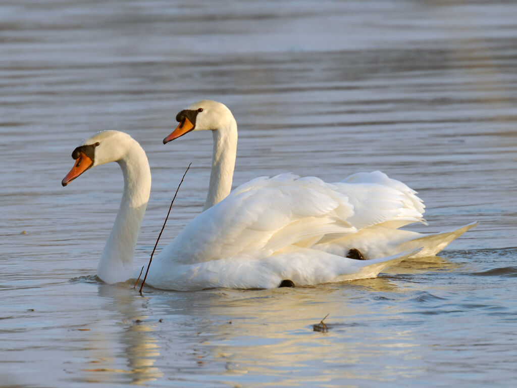 Cygne tuberculé adulte