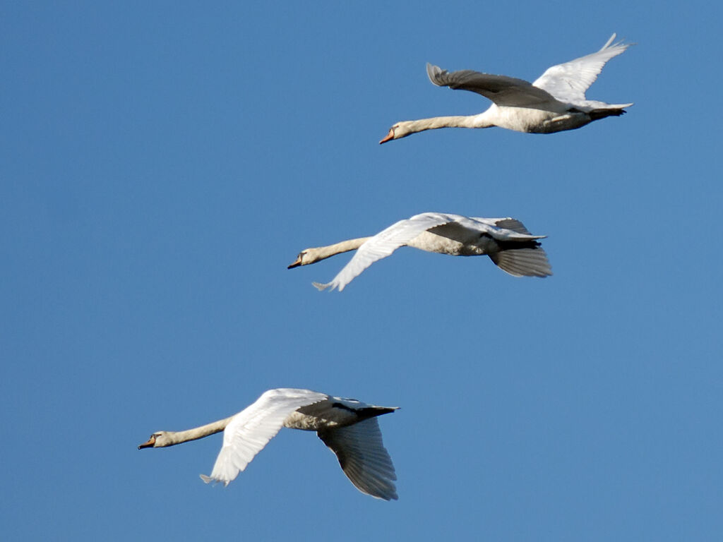 Mute Swan