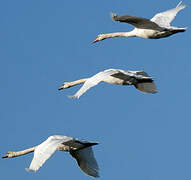 Mute Swan