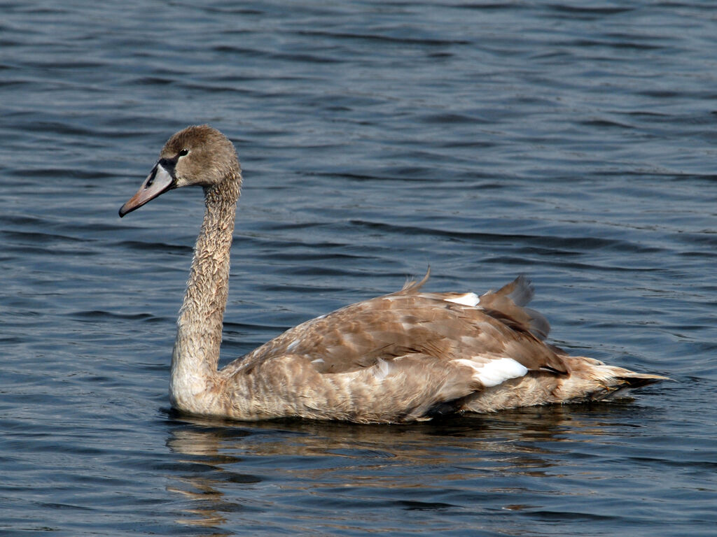 Cygne tuberculé