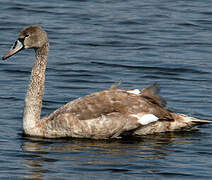 Cygne tuberculé