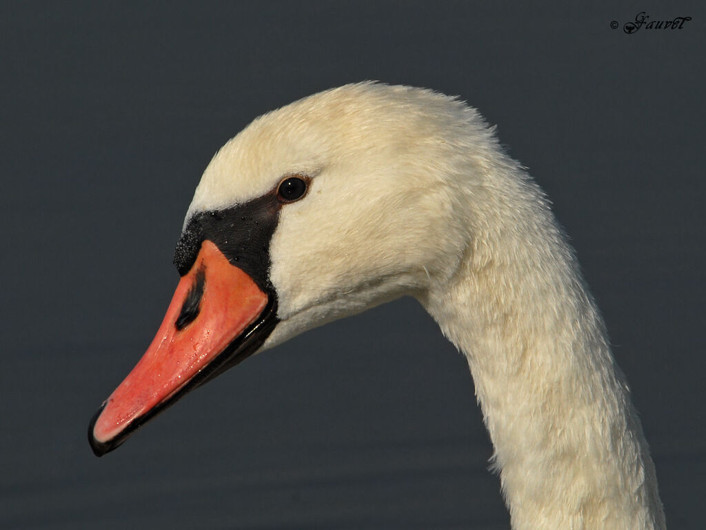 Mute Swan