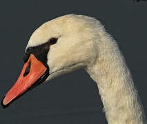 Mute Swan